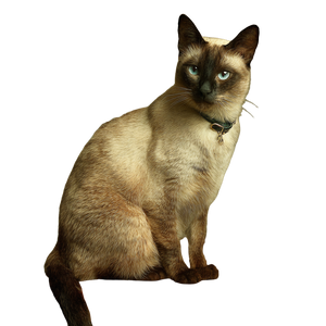 Siamese Cat V5 Vinyl Car Decal Sticker – Waterproof & UV-Resistant 3.4133333333333336" Siamese Cat V5 Vinyl Car Decal Sticker – Waterproof & UV-Resistant 3.4133333333333336"