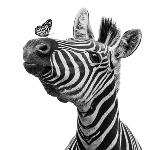 Zebra With Butterfly Vinyl Car Decal Sticker – Waterproof & UV-Resistant 3.4133333333333336"