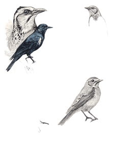 Bird Illustrations Vinyl Car Decal Sticker – Waterproof & UV-Resistant 4.1066666666666665" Bird Illustrations Vinyl Car Decal Sticker – Waterproof & UV-Resistant 4.1066666666666665"