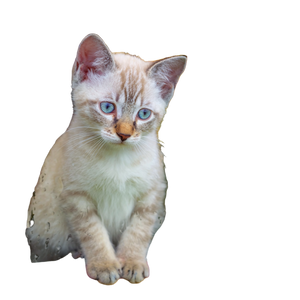 Siamese Kitten Vinyl Car Decal Sticker – Waterproof & UV-Resistant 3.4133333333333336" Siamese Kitten Vinyl Car Decal Sticker – Waterproof & UV-Resistant 3.4133333333333336"