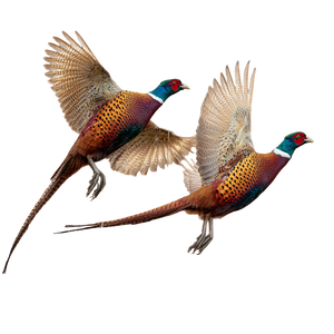 Flying Pheasants Vinyl Car Decal Sticker – Waterproof & UV-Resistant 3.4133333333333336"