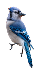 Vibrant Blue Jay Vinyl Car Decal Sticker – Waterproof & UV-Resistant 4.8533333333333335"