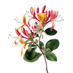 Honeysuckle Illustration Vinyl Car Decal Sticker – Waterproof & UV-Resistant 3.4133333333333336" Honeysuckle Illustration Vinyl Car Decal Sticker – Waterproof & UV-Resistant 3.4133333333333336"