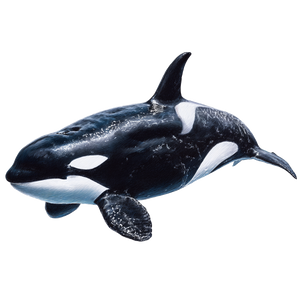 Orca Drawing Vinyl Car Decal Sticker – Waterproof & UV-Resistant 6.826666666666667"