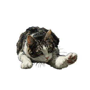 Playful Cat V13 Vinyl Car Decal Sticker – Waterproof & UV-Resistant 3.4133333333333336"