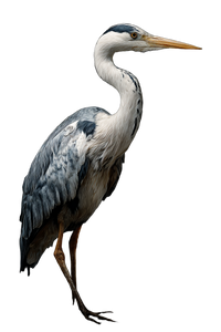 Heron Display Vinyl Car Decal Sticker – Waterproof & UV-Resistant 4.4