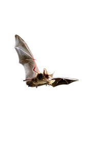 Bat Hunting Moth Vinyl Car Decal Sticker – Waterproof & UV-Resistant 4.8533333333333335"