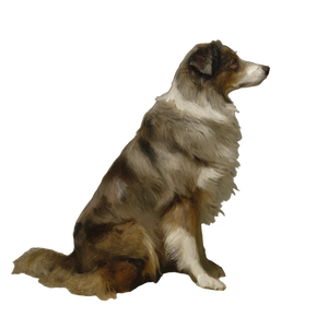 Australian Shepherd Portrait V3 Vinyl Car Decal Sticker – Waterproof & UV-Resistant 3.4133333333333336"