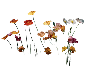 Wildflower Array Vinyl Car Decal Sticker – Waterproof & UV-Resistant 6.1866666666666665" Wildflower Array Vinyl Car Decal Sticker – Waterproof & UV-Resistant 6.1866666666666665"