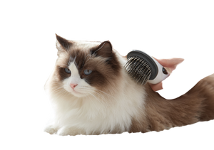 Grooming Ragdoll Cat Vinyl Car Decal Sticker – Waterproof & UV-Resistant 3.0
