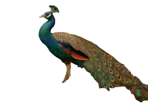 Colorful Peacock Display V2 Vinyl Car Decal Sticker – Waterproof & UV-Resistant 6.1866666666666665"