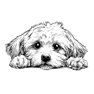 Peeking Cavapoo Vinyl Car Decal Sticker – Waterproof & UV-Resistant 3.4133333333333336"