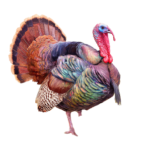Vibrant Turkey Illustration Vinyl Car Decal Sticker – Waterproof & UV-Resistant 3.4133333333333336" Vibrant Turkey Illustration Vinyl Car Decal Sticker – Waterproof & UV-Resistant 3.4133333333333336"