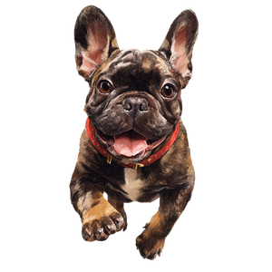 Brown French Bulldog Vinyl Car Decal Sticker – Waterproof & UV-Resistant 3.4133333333333336"