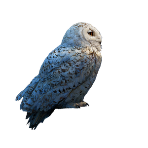 Moonlit Giant Owl Vinyl Car Decal Sticker – Waterproof & UV-Resistant 3.4133333333333336"