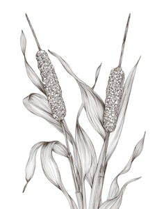 Oriental Cattails Illustration Vinyl Car Decal Sticker – Waterproof & UV-Resistant 4.1066666666666665"
