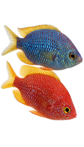 Couple Sea Coral Vinyl Car Decal Sticker – Waterproof & UV-Resistant 9.706666666666667"