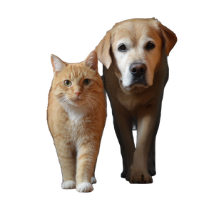 Pets Walking Vinyl Car Decal Sticker – Waterproof & UV-Resistant 3.4133333333333336"