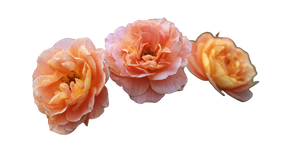 Peach-Colored Roses Vinyl Car Decal Sticker – Waterproof & UV-Resistant 2.72"