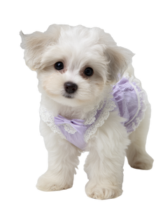Fluffy Maltipoo Puppy Vinyl Car Decal Sticker – Waterproof & UV-Resistant 8.213333333333333" Fluffy Maltipoo Puppy Vinyl Car Decal Sticker – Waterproof & UV-Resistant 8.213333333333333"