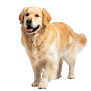 Golden Retriever V17 Vinyl Car Decal Sticker – Waterproof & UV-Resistant 6.826666666666667"