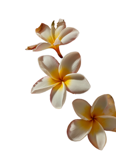 Hawaiian Flowers Vinyl Car Decal Sticker – Waterproof & UV-Resistant 8.213333333333333" Hawaiian Flowers Vinyl Car Decal Sticker – Waterproof & UV-Resistant 8.213333333333333"