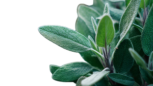 Growing Sage Vinyl Car Decal Sticker – Waterproof & UV-Resistant 2.72"