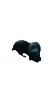 Swarming Black Rats Vinyl Car Decal Sticker – Waterproof & UV-Resistant 4.8533333333333335"