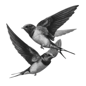 Realistic Swallow Drawing Vinyl Car Decal Sticker – Waterproof & UV-Resistant 3.4133333333333336"