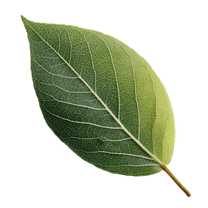 Single Leaf Vinyl Car Decal Sticker – Waterproof & UV-Resistant 3.4133333333333336"