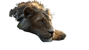 Majestic Lion Resting V6 Vinyl Car Decal Sticker – Waterproof & UV-Resistant 5.4