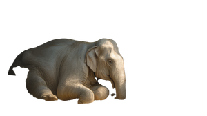 White Elephant Stable Vinyl Car Decal Sticker – Waterproof & UV-Resistant 2.72"