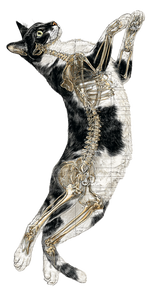 Anatomical Cat Diagram Vinyl Car Decal Sticker – Waterproof & UV-Resistant 10.2