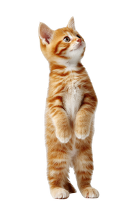 Standing Kitten Vinyl Car Decal Sticker – Waterproof & UV-Resistant 4.4