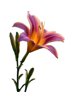 Morning Lily Vinyl Car Decal Sticker – Waterproof & UV-Resistant 8.213333333333333"