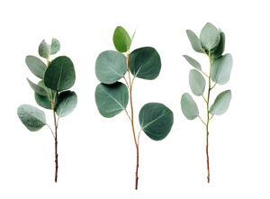 Eucalyptus Branches V4 Vinyl Car Decal Sticker – Waterproof & UV-Resistant 3.1466666666666665"