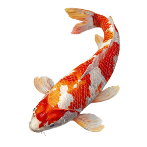 Koi Carp Drawing V2 Vinyl Car Decal Sticker – Waterproof & UV-Resistant 3.4133333333333336" Koi Carp Drawing V2 Vinyl Car Decal Sticker – Waterproof & UV-Resistant 3.4133333333333336"