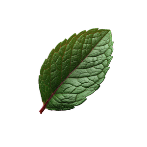 Mint Leaf Sideways Vinyl Car Decal Sticker – Waterproof & UV-Resistant 6.826666666666667"