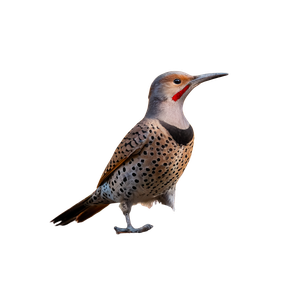 Northern Flicker Woodpecker Vinyl Car Decal Sticker – Waterproof & UV-Resistant 3.4133333333333336"