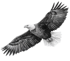 Eagle In Flight V9 Vinyl Car Decal Sticker – Waterproof & UV-Resistant 3.4133333333333336"