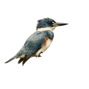 Belted Kingfisher Perched Vinyl Car Decal Sticker – Waterproof & UV-Resistant 6.826666666666667" Belted Kingfisher Perched Vinyl Car Decal Sticker – Waterproof & UV-Resistant 6.826666666666667"