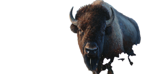 Huge Bison Closeup Vinyl Car Decal Sticker – Waterproof & UV-Resistant 5.12"