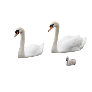 Swans In Pond Vinyl Car Decal Sticker – Waterproof & UV-Resistant 3.4133333333333336"