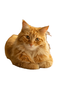 Orange Tabby Cat V23 Vinyl Car Decal Sticker – Waterproof & UV-Resistant 4.1066666666666665"