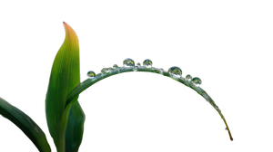 Dewdrops On Leaves Vinyl Car Decal Sticker – Waterproof & UV-Resistant 2.72"