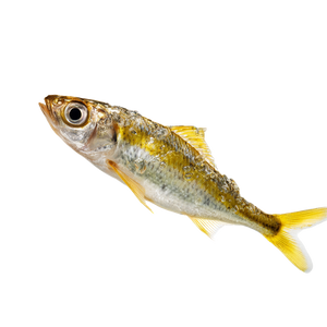 Swimming Fish V5 Vinyl Car Decal Sticker – Waterproof & UV-Resistant 3.4133333333333336"