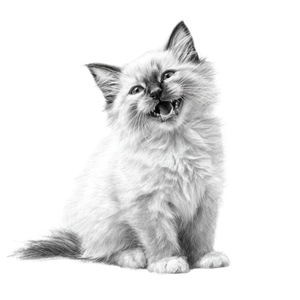 Energetic Ragdoll Kitten Vinyl Car Decal Sticker – Waterproof & UV-Resistant 3.4133333333333336" Energetic Ragdoll Kitten Vinyl Car Decal Sticker – Waterproof & UV-Resistant 3.4133333333333336"