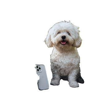 White Poodle Dog V10 Vinyl Car Decal Sticker – Waterproof & UV-Resistant 3.4133333333333336"