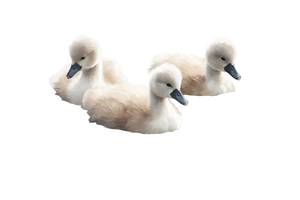 Baby Swans Swimming Vinyl Car Decal Sticker – Waterproof & UV-Resistant 2.986666666666667"