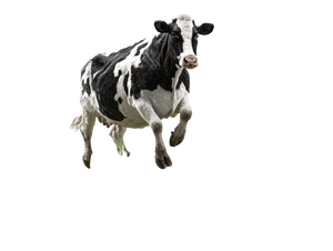 Jumping Cow Vinyl Car Decal Sticker – Waterproof & UV-Resistant 6.1866666666666665" Jumping Cow Vinyl Car Decal Sticker – Waterproof & UV-Resistant 6.1866666666666665"